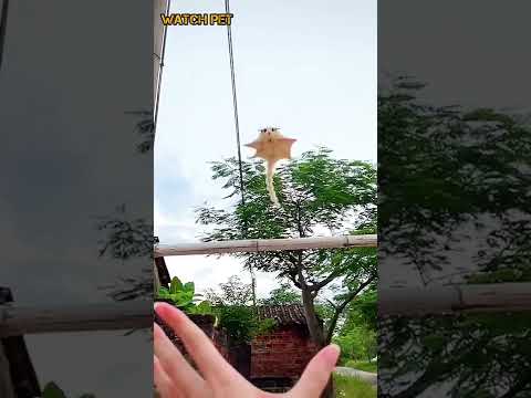 Strange alien 😵 #shorts #reels or Flying squirrel 🐿️cute sugar glider, flying and landing in hand 🔸