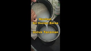 Download lagu Manfaat Air Cucian Beras untuk tanaman mp3