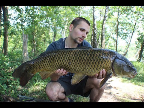 Karpfenangeln 2019 - so fängt man Karpfen im Sommer
