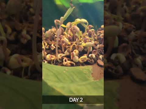 Timelapse - Mung Bean 1000x Speed