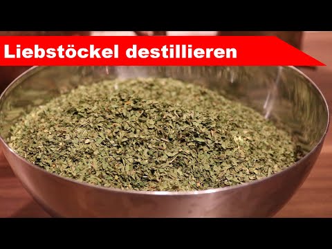 🌷 Liebstöckel destillieren 🌻 - Öl aus der Suppenpflanze? - ätherisches Öl selber machen - diSTILLed