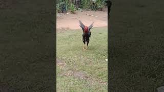 Download lagu ayam jantan cari musuh, ayam jantan berkokok #animals_sound #animals #viralvideo #lucu #shorst mp3 Download lagu ayam jantan cari musuh, ayam jantan berkokok #animals_sound #animals #viralvideo #lucu #shorst mp3