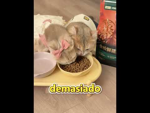¡La visita cambió la cama del gato y él no pudo soportarlo! 😂🐾 #shorts #funny #comedy