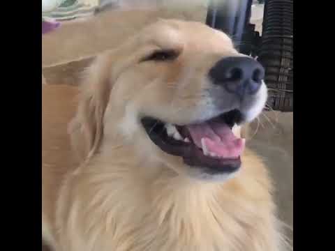 my dog #slides😱😊😁