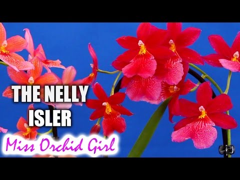 My favorite Orchid - in red and orange!