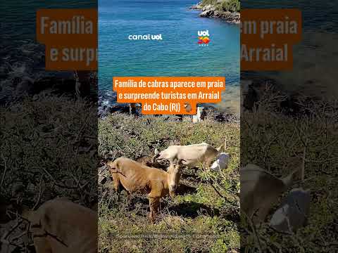Família de cabras aparece em praia e surpreende turistas em Arraial do Cabo (RJ)