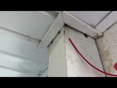 Handling Yellow Jackets in Warren, NJ