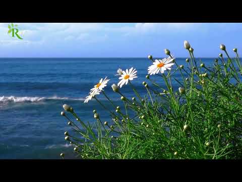 Relaxing Meadow with Ambient Nature Sounds, Wildflowers, and Mountain View - 10 Minutes