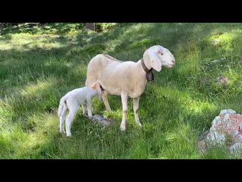 Al pascolo all'alpe San Bernardo: lo spuntino pomeridiano dell'agnellino