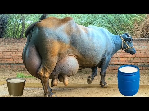 इस भैंस ने तोड़ दिया दुनिया का रिकॉर्ड 🏆 | Murrah Buffalo Radha World Record 