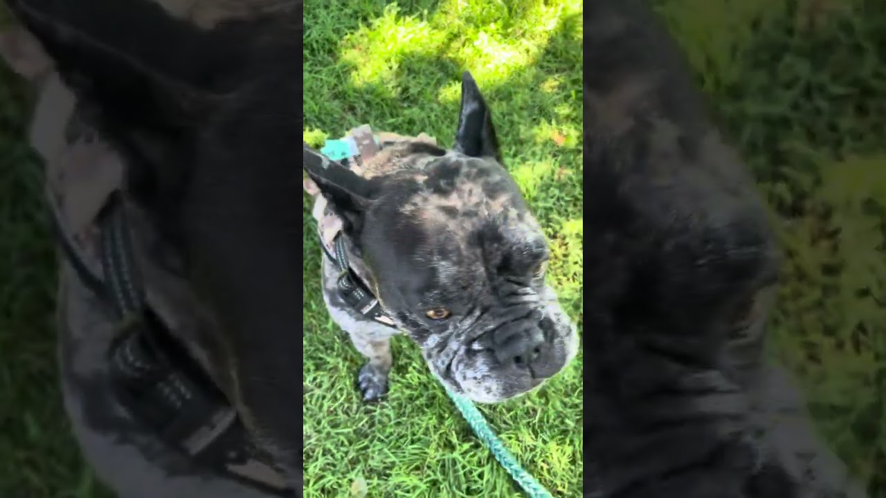 Enlarge Stitch, a Adoptable French Bulldog in Pacific Grove, CA video 6/6
