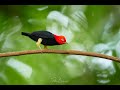 Red Capped Manakin Moonwalk Dance Costa Rica