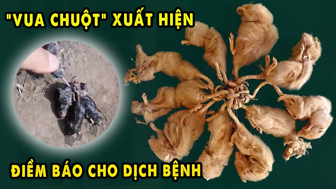 5 Con Chuột thắt đuôi vào nhau tạo thành "Vua Chuột" hiếm gặp