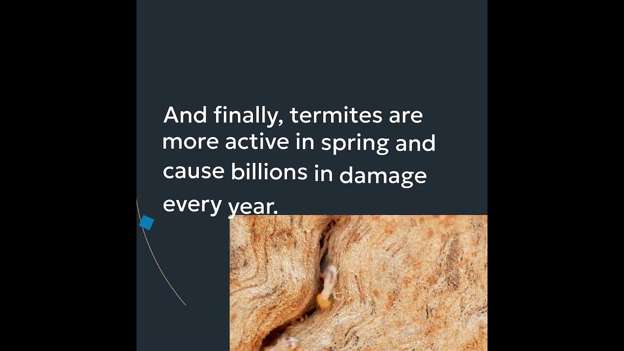 Spring Pests Are Back! What to Watch For & How to Protect Your Home 🐜🌱