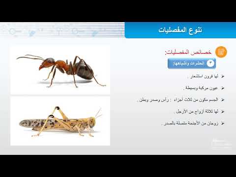 فيديو تعليمي