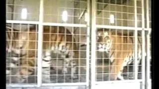preview picture of video 'Pantera - De 7 zielige tijgers deel 1'