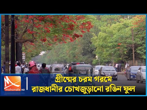 গ্রীষ্মের চরম গরমে রাজধানীর চোখজুড়ানো রঙিন ফুল | Flowers | Mohona TV