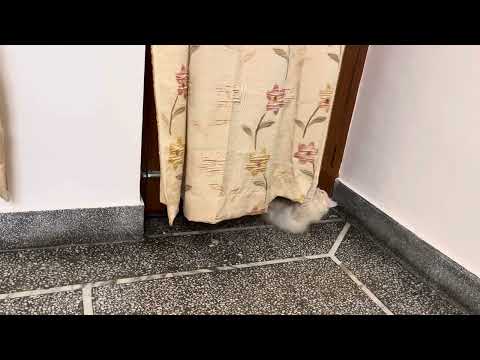 Naughty Kitten Playing with Curtain – Hanging & Biting! 🐾😹🪟