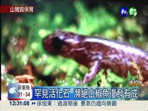 瀕絕山椒魚基地遭殃 畫面揪凶手