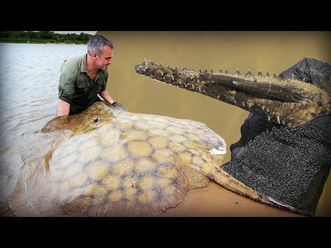 I ALMOST GOT STUNNED BY A RAY - Cyril Chauquet