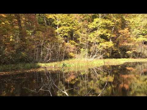 2020年10月20日 奥裾花自然園 吉池
