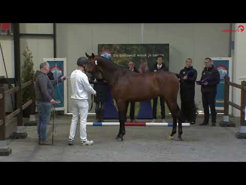 ROVER EPJ (Revolution x Ferdeaux x Jazz) NRPS aangewezen hengst dressuur 2023