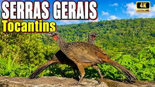 Tocantins Selvagem em 4K | A Vida Brutal nas Serras Gerais do Cerrado