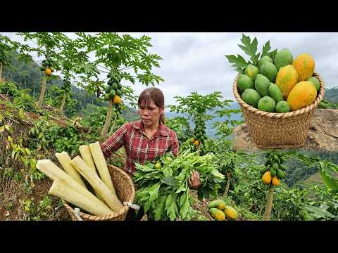 Survival in the Deep Forest – The Single Woman and the Gift from the Papaya Tree"Ly Tieu An"