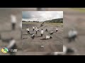 Qwellers Sastii Jepedoh Yungboyvegeta Skatle 442 Audio