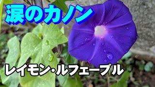 Download lagu 涙のカノン(パッヘルベル)／レイモン•ルフェーブル【4K】高音質CD音源 mp3