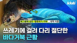 다친 해양생물 그냥 지나치면 안 되는 이유