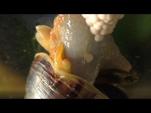 A Mystery snail laying a clutch of eggs on the side of an aquarium.