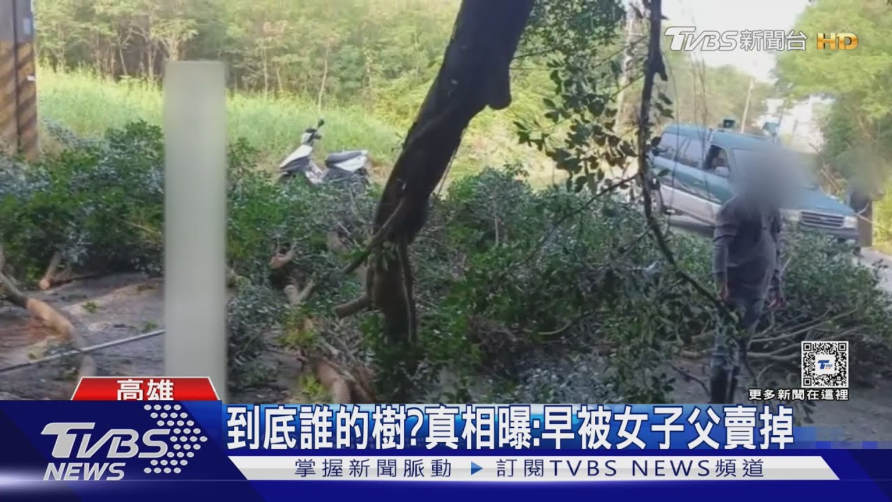 為「鋸百年」樹大吵!高雄里長遭罵蠻橫 女稱「我的樹」拿不出證明