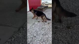 Video preview image #1 German Shepherd Dog Puppy For Sale in Macon, MO, USA