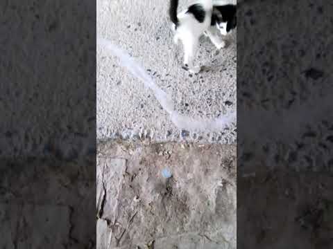 Se distrae con cualquier cosa