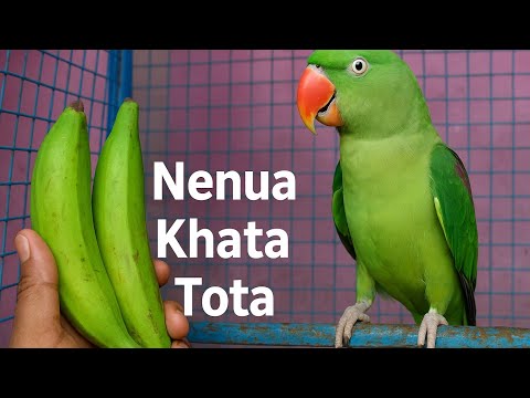🤣🥒 omg ! tota ka nenua love | viral parrot video