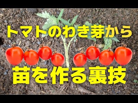  4月末にトマトを植えることはできますか？それらをうまく植えるにはどうすればよいでしょうか？簡単なビデオガイド  庭園