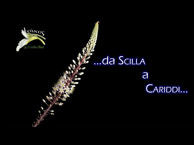 הגיית וידאו של scilla בשנת איטלקי