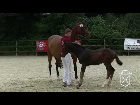 RD001 Hengstfohlen von Adagio de Talma - Casall - Locato