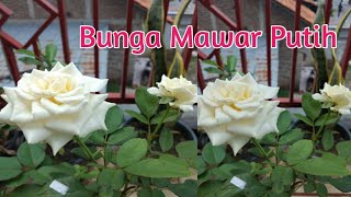 Download lagu Jenis Bunga Mawar Putih mp3 Download lagu Jenis Bunga Mawar Putih mp3