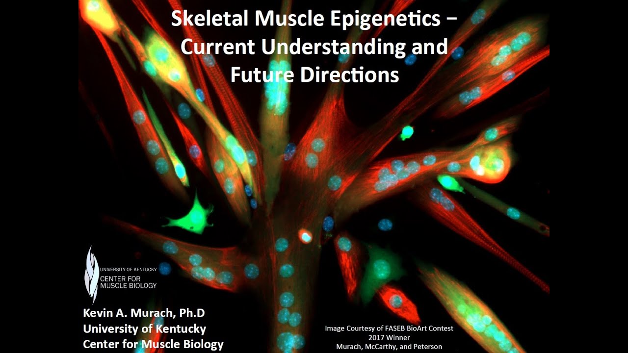 Skeletal Muscle Epigenetics (MPLS 2020): Dr. Kevin Murach