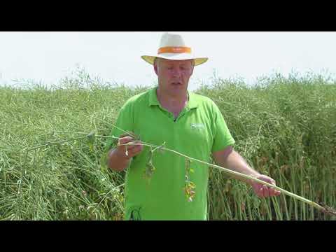 Tehnologija gajenja uljane repice, BASF