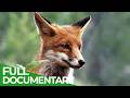 A Fox S Tale Survival In The Alpine Wild  Free Documentary Nature