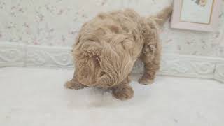 ハーフ犬の動画01