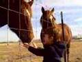 Miles Horse Encounter