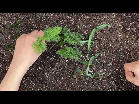 Gardening in the City with V3XY