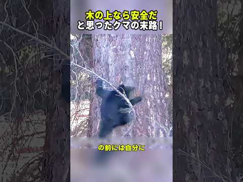木の上なら安全だと思ったクマの末路！ #野生動物 #クマ #ヒグマ #動物の生態 #弱肉強食