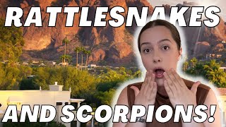 Scorpions In Phoenix Arizona? What To Expect If Moving