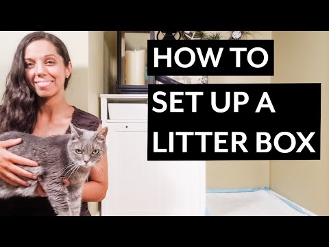 How to Set Up a Litter Box for a Cat