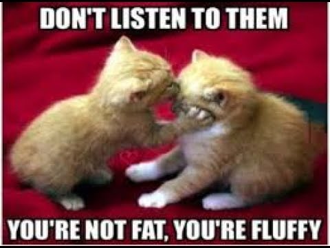 Schmoedown Reaction Critically Acclaimed VS Only Stupid Answers